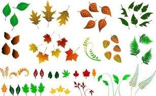 variety of colorful leaves