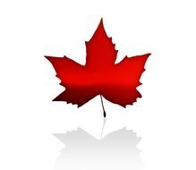 painted red maple leaf and its shadow