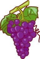 putple Grapes drawing