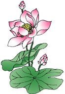Lotus Flower drawing