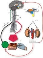Agitation And Pain The Recovery Room Tutorial Anaesthesiawest