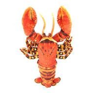 Cartoon Lobster drawing