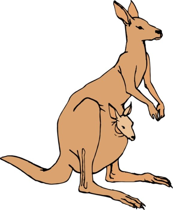 Kangaroo Images Jobspapacom clipart