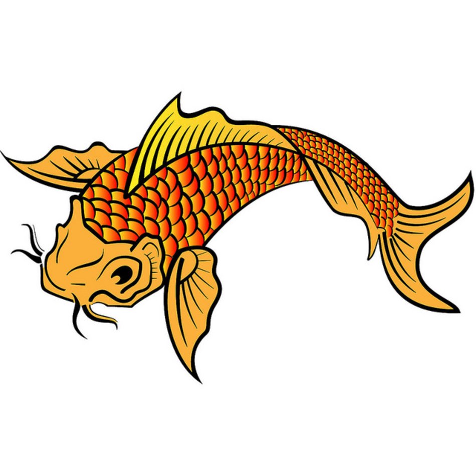Koi Fish Posted On Thursday February 6th 2014 At 1037 Am