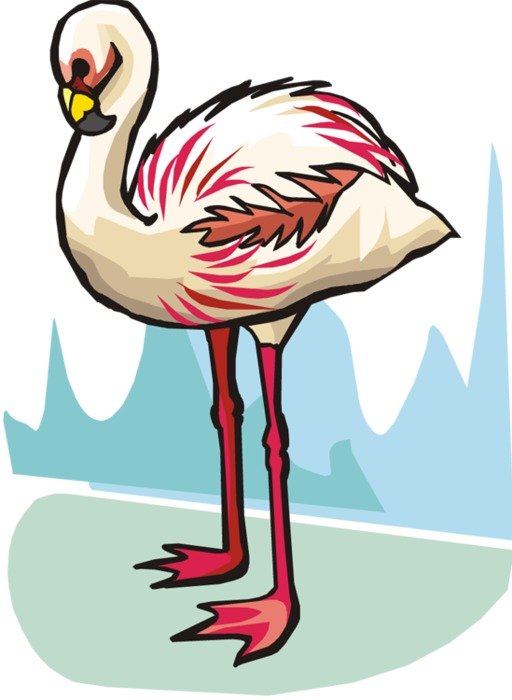 Related Pictures Flamingo Free Quality
