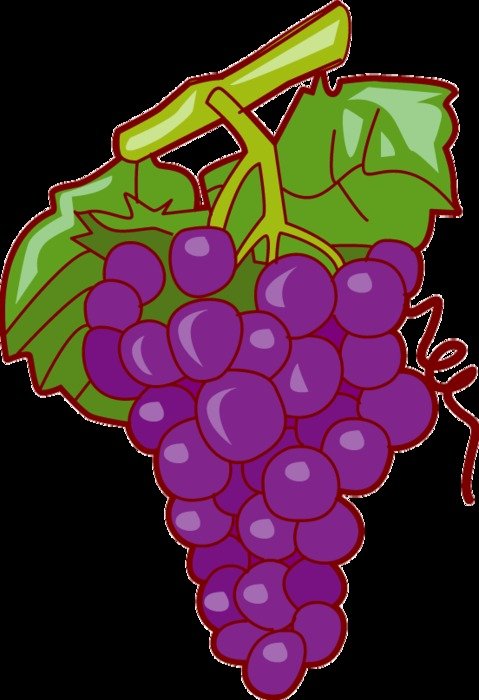 putple Grapes drawing