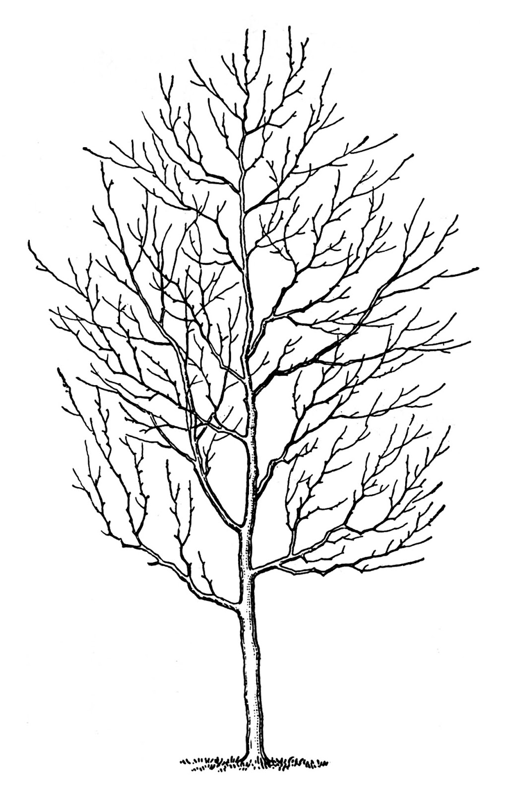 Winter Trees Drawing Free Image