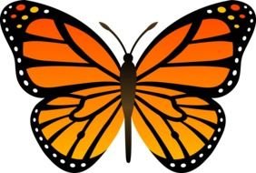 colorful orange butterfly for clipart