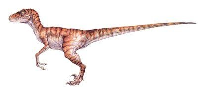 Velociraptor History drawing