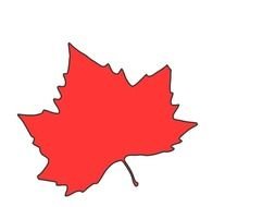 Red Maple Leafbullockb