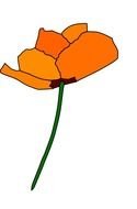 Poppy Drawing