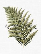 Fern Bracken Leaf Printable Botanical Digital Image 1838