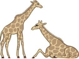 clipart of the couple of giraffes