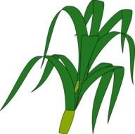 clipart of painted green corn leaves