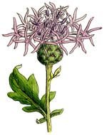 purple Botanical flower drawing