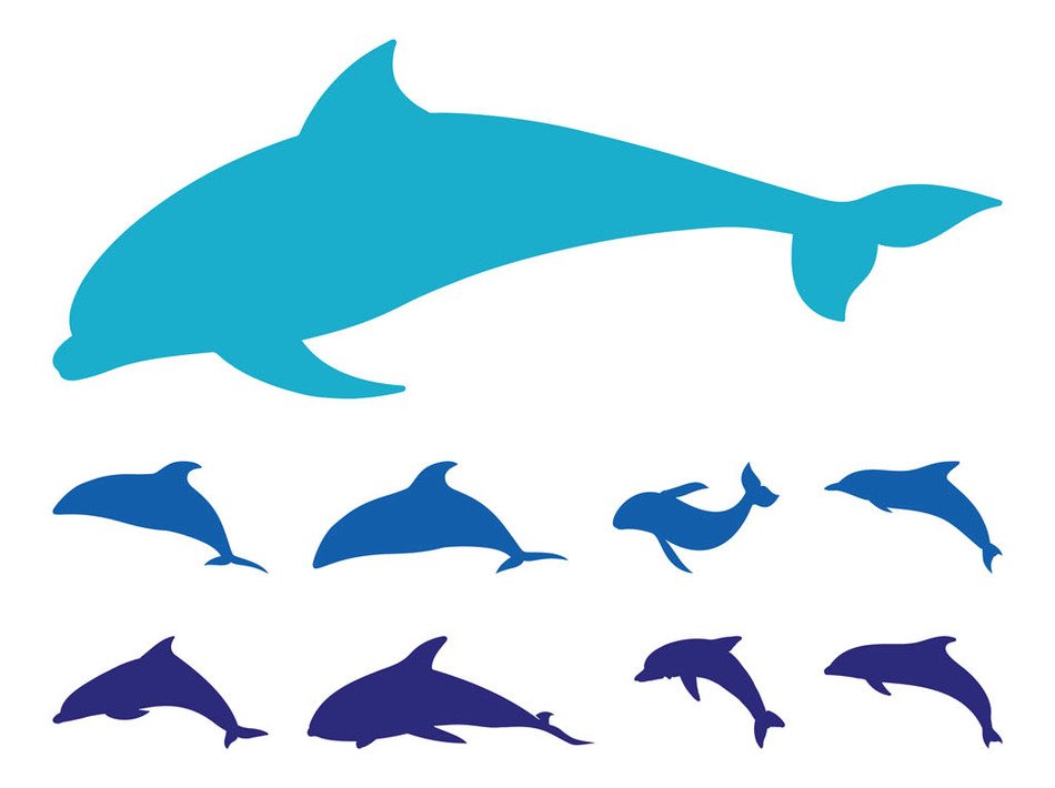 Dolphins Silhouette drawing