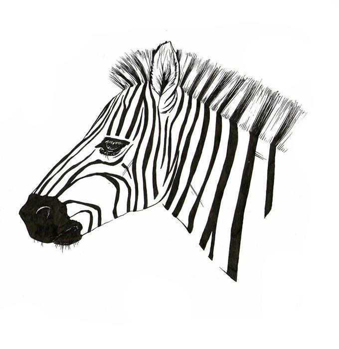 Character Zebra Drawing