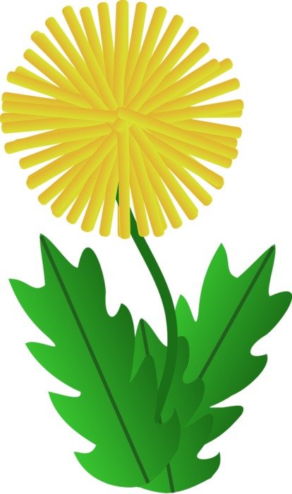 İllustration of the yellow dandelion flower