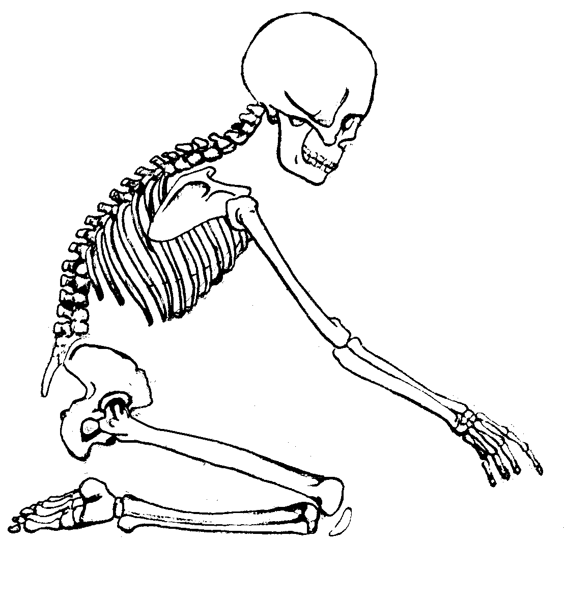Эотиран скелет