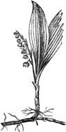 black and white lily of the valley