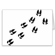 Back &gt Gallery For Cow Hoof