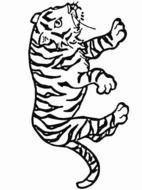 painted black and white tiger