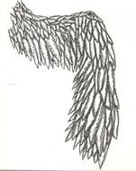 feather wing drawing