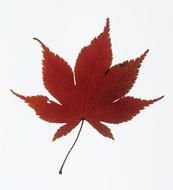 red leaf of Japanese Maple