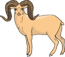 Staring Bighorn Sheep At Clkercom Vector Online