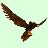 Brown Eagle Pictures This Is Your Indexhtml Page