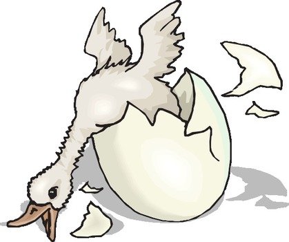 Duck Hatching And Falling At Clkercom Vector