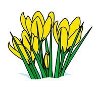 drawing of yellow crocuses on a white background
