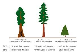 clipart of red wood trees vs sequoia