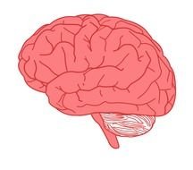 pink human brain on a white background