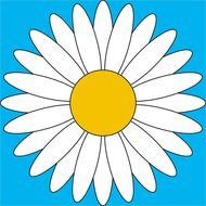 white daisy at blue square, drawing