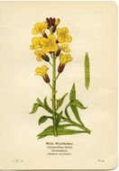 yellow flower picture