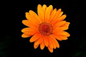 Clipart of Orange Gerber in a dark