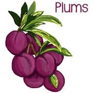 graphic plum