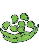 Fava Beans drawing