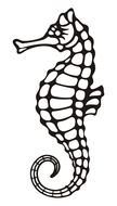 seahorse as picture