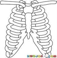 Costillas Y Claviculas Del Cuerpo Humano Dibujo De Caja Toraxica Para