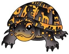 Turtles & Tortoises Free Animal For Kids Teachers