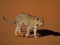 leopard clipart