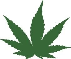 marijuana like a plant