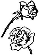 black flowers drawing