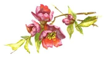 Vintage Flower drawing