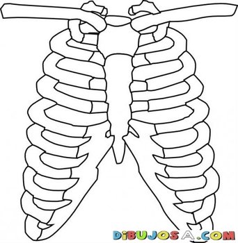 Costillas Y Claviculas Del Cuerpo Humano Dibujo De Caja Toraxica Para