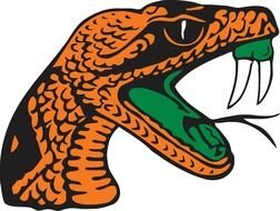 poisonous snake head on white background