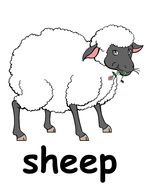 sheep on a white background