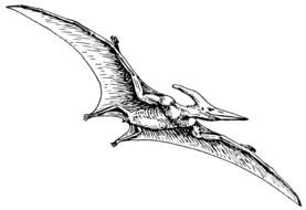 black and white drawing of a flying dinosaur